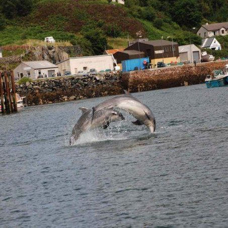 harbourdolphin