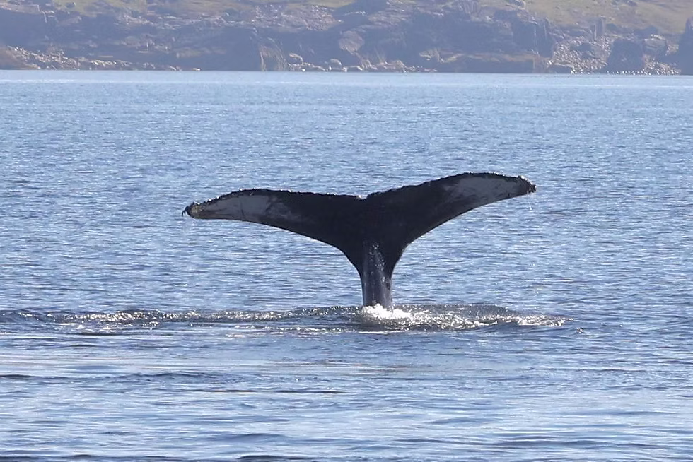 hump back whale 1